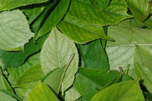 Листья вишни  — натуральный природный ароматизатор