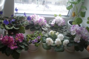 Як доглядати за кімнатними рослинами взимку