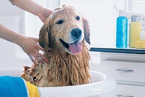 Як мити лапи собаці