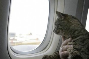 Як перевезти кота в літаку