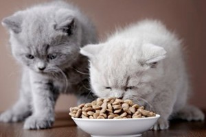 Як вибрати корм для кішки