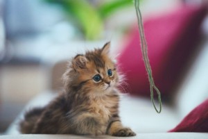 Як зробити іграшку для кішки своїми руками
