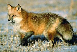 Які правила полювання на лисицю?