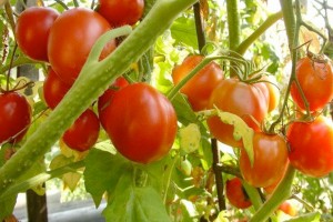 Як виростити помідори в теплиці
