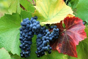 Як запобігти хворобі винограду